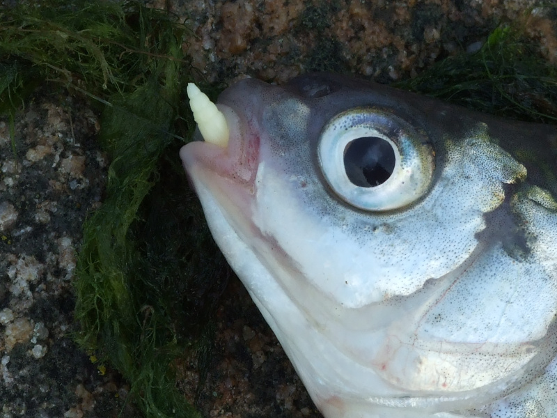 Kada geriausiai kimba karšiai? Kada geriausiai kimba karšiai?