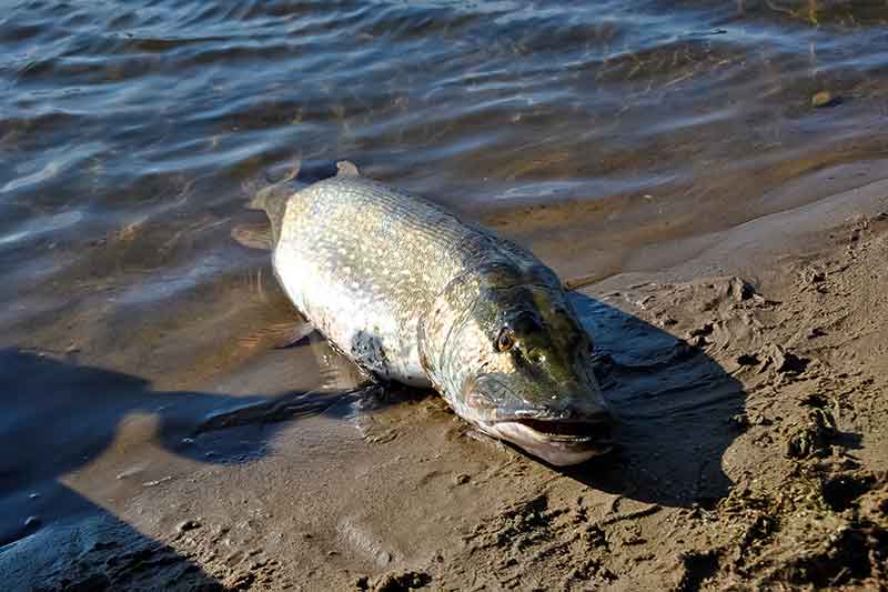 Velkiavimas. Valai ir pavadėliai