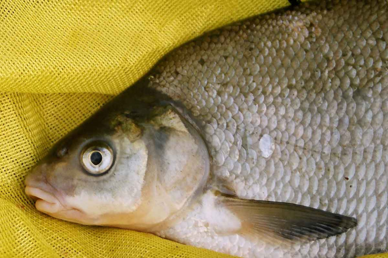 Stambūs karšiai plūdine Stambūs karšiai plūdine