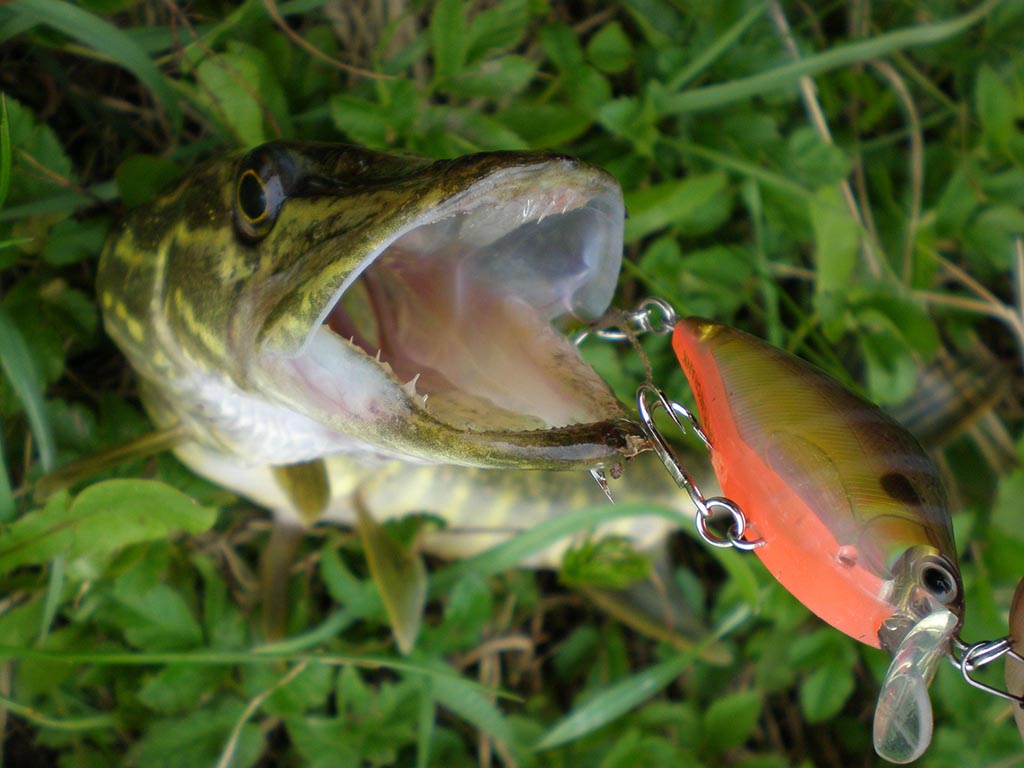 Daug svarbių smulkmenų apie voblerius