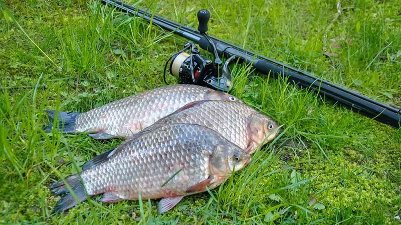 Kiekvienoje baloje savos taisyklės. Antra dalis