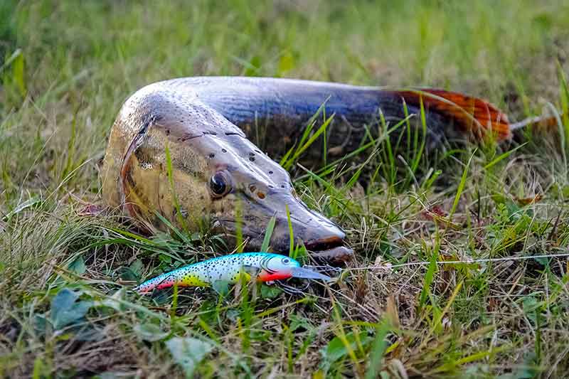 Prieš srovę, pasroviui... Mėgstamiausi mano vobleriai Prieš srovę, pasroviui... Mėgstamiausi mano vobleriai