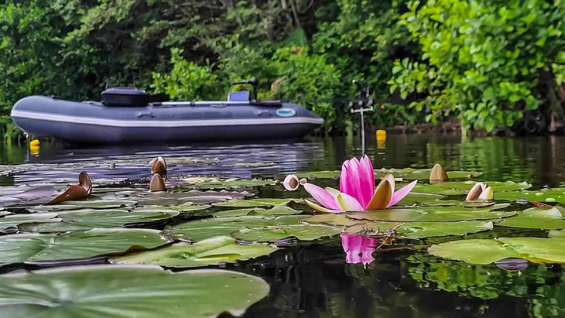 Vandens džiunglių labirintuose. Pačios gražiausios vandenžolės