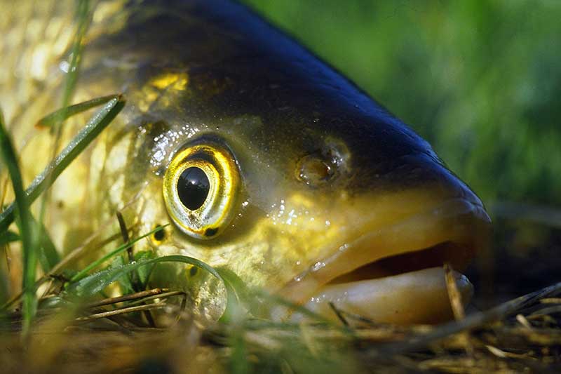 Didžiulių šapalų karalijoje. Jaukinimas ir masalai