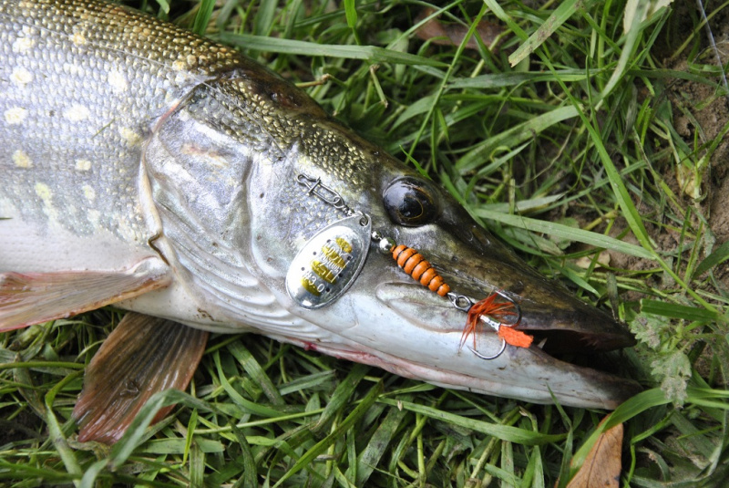 Dvi upės – trys lydekos