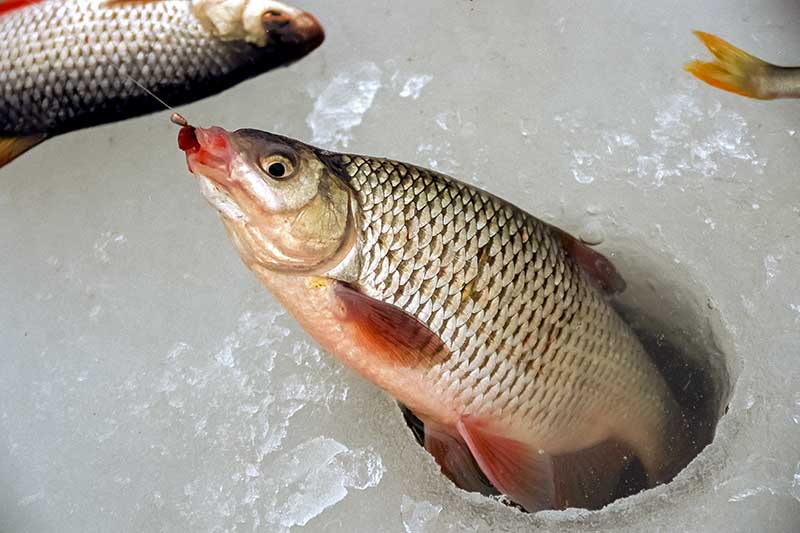 Didelių kuojų paieškos viduržiemyje