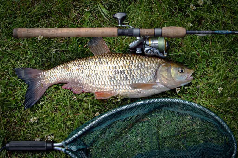 Masalas, kuris suvirpina žuvies širdį