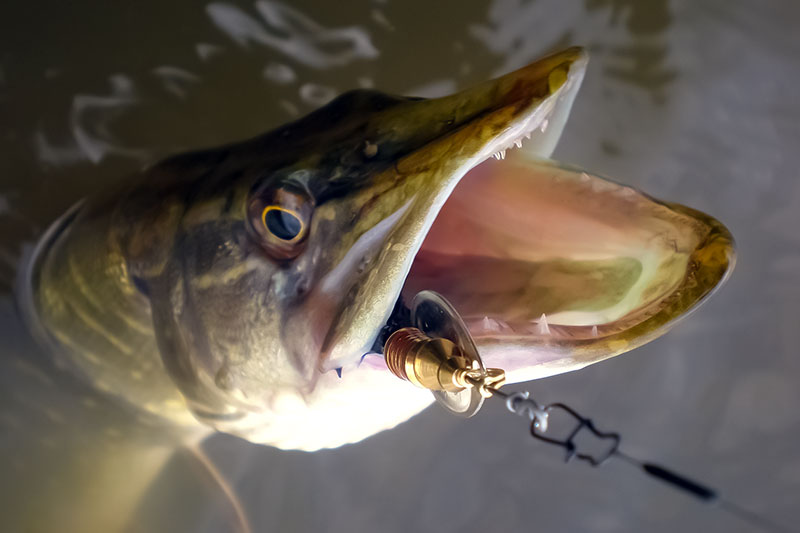 Ar įtakoja spalva masalo kibumą?