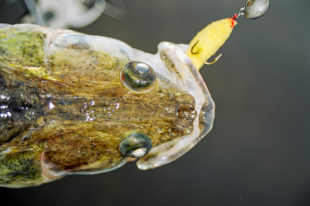 Nutrinkime sterkui nugarą. Pirma dalis Nutrinkime sterkui nugarą. Pirma dalis