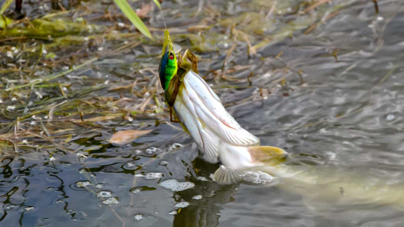 Apie spininginį fluorokarboninį pavadėlį