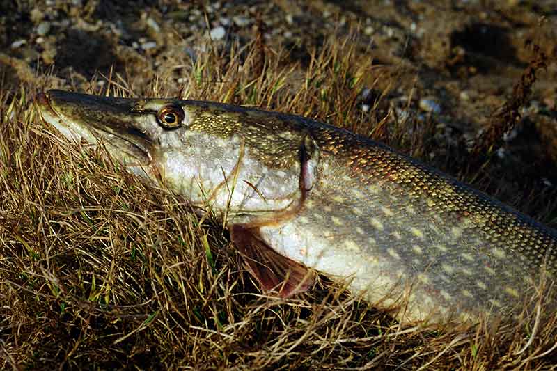Vėlus ruduo. Lydekų žūklavietės upėse