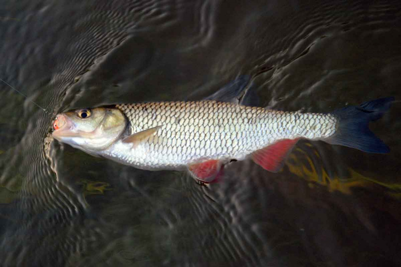 Šapalai rudeniui įpusėjus. Kuo ir kaip vilioti? Šapalai rudeniui įpusėjus. Kuo ir kaip vilioti?