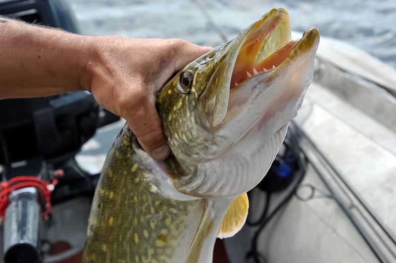 Apsauga nuo plėšrūnių dantų. Fluorokarboniniai pavadėliai Apsauga nuo plėšrūnių dantų. Fluorokarboniniai pavadėliai