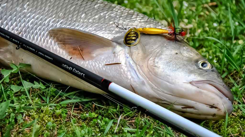 Tandemas – du metaliniai viliokliai Tandemas – du metaliniai viliokliai