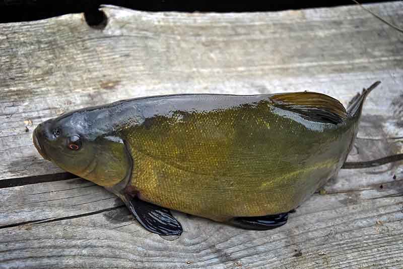 Lyną – subtiliai ir elegantiškai