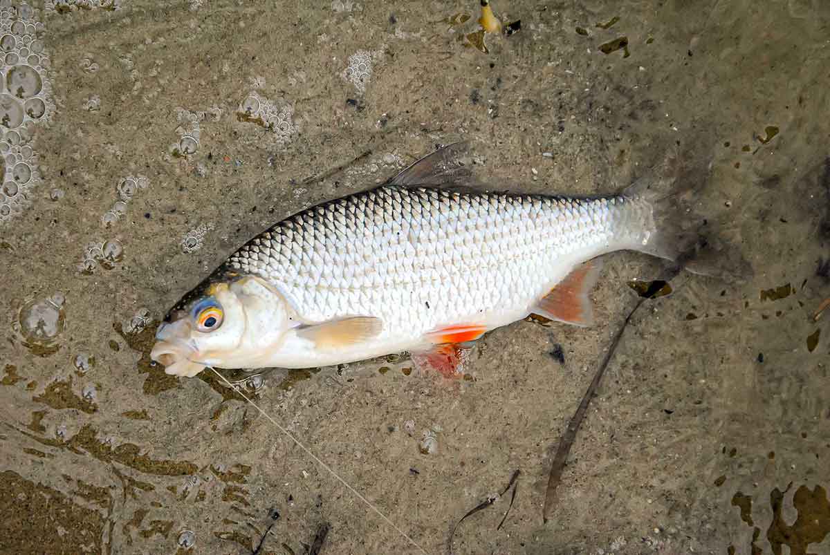 Bendrai apie fluorokarboną ir išskirtinai apie Seaguar Bendrai apie fluorokarboną ir išskirtinai apie Seaguar