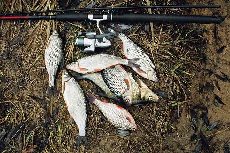 Žiobrių gaudymas dugnine. Kodėl nekibo?