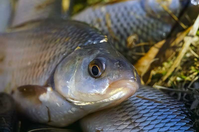 Jei oras tarsi lapkričio pabaigoje