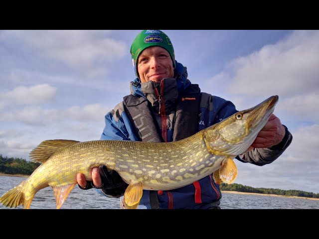 Lydekos jūroje. Video