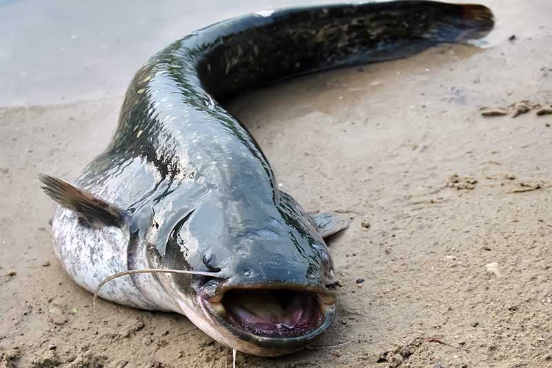 Pulsuojantys guminukai. Kaip spiningauti