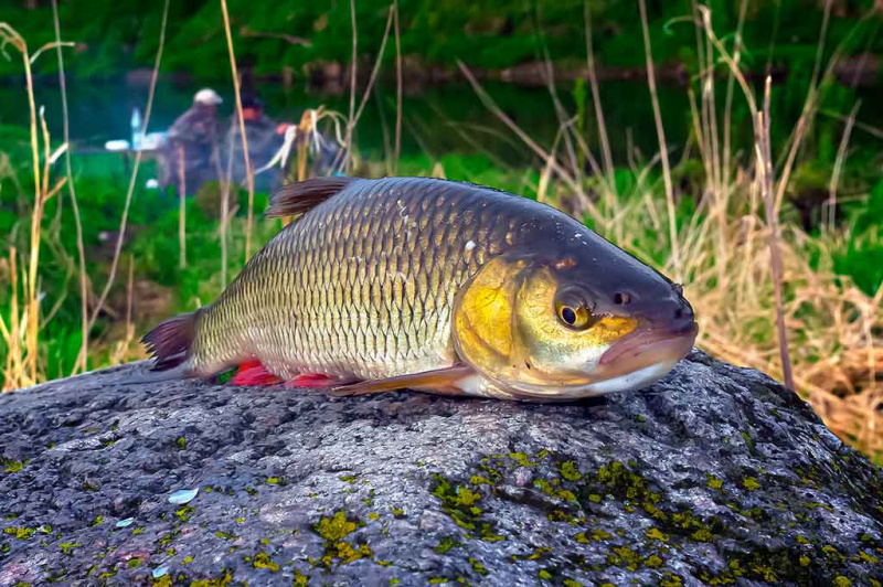Pavasarinis žuvų „virsmas“