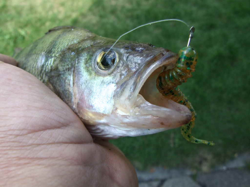 Kaip ant kabliuko užveriamas guminukas su tradicine uodegėle?