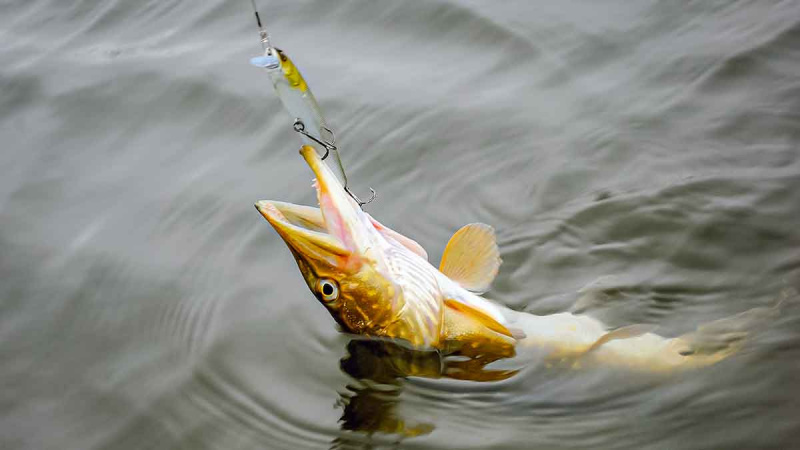 Ar sunku įsisavinti tvičingą? Pavadėliai ir cast tipo įranga