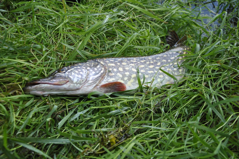 Tik nereikia nuleisti nosies