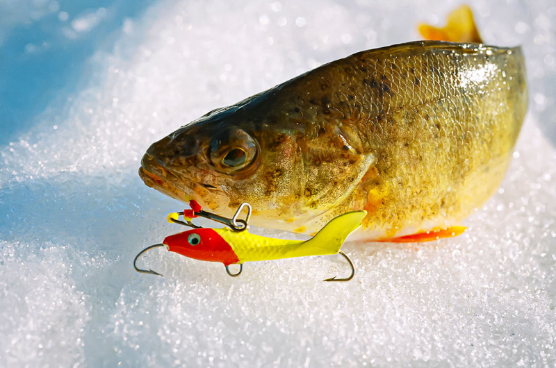 Su sparnais, bet po vandeniu. Pirma dalis