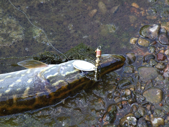 Ar yra šansas antrą kartą išprovokuoti plėšrūną kibti? Ar yra šansas antrą kartą išprovokuoti plėšrūną kibti?