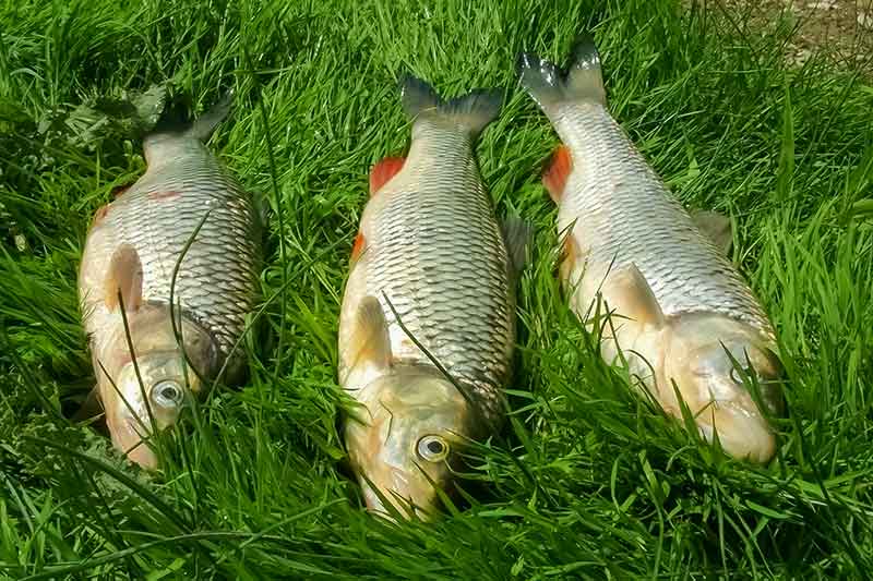 Šapalus – batonu. Žūklės taktika