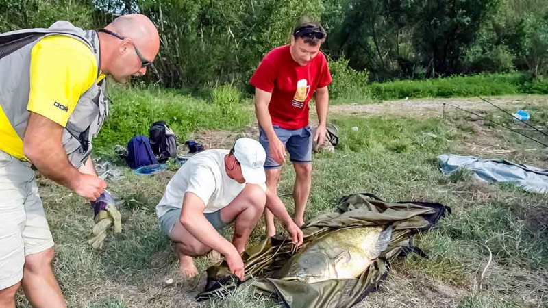 Šamai prie Kaku-kaku salos. Kitos Ebro žuvys