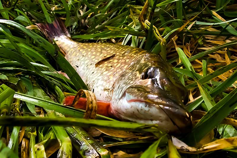 Poperiai – geri, bet mažai naudojami masalai