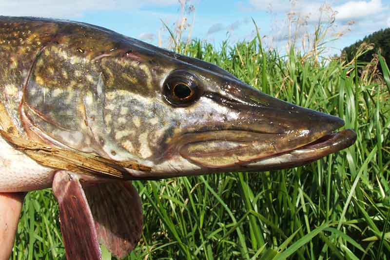 Poperiais – visą atviro vandens sezoną Poperiais – visą atviro vandens sezoną