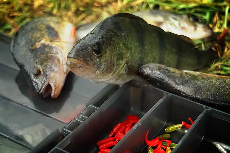 Meknių gaudymas vidutinio dydžio upėse rudenį Meknių gaudymas vidutinio dydžio upėse rudenį