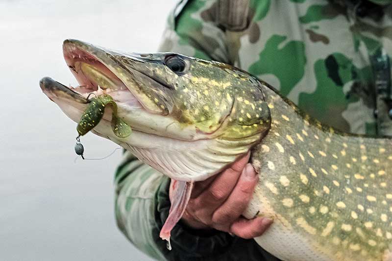 Džigavimas heavy stiliumi. Jei nori trofėjinių laimikių