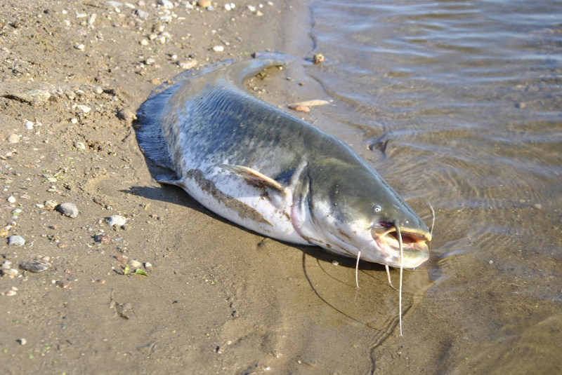 Šamų žūklė dugnine