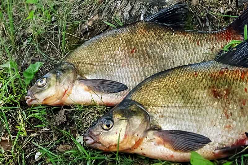 Naktiniai mąstymai apie naktinį karšių gaudymą. Kad nesijaustum aklas Naktiniai mąstymai apie naktinį karšių gaudymą. Kad nesijaustum aklas