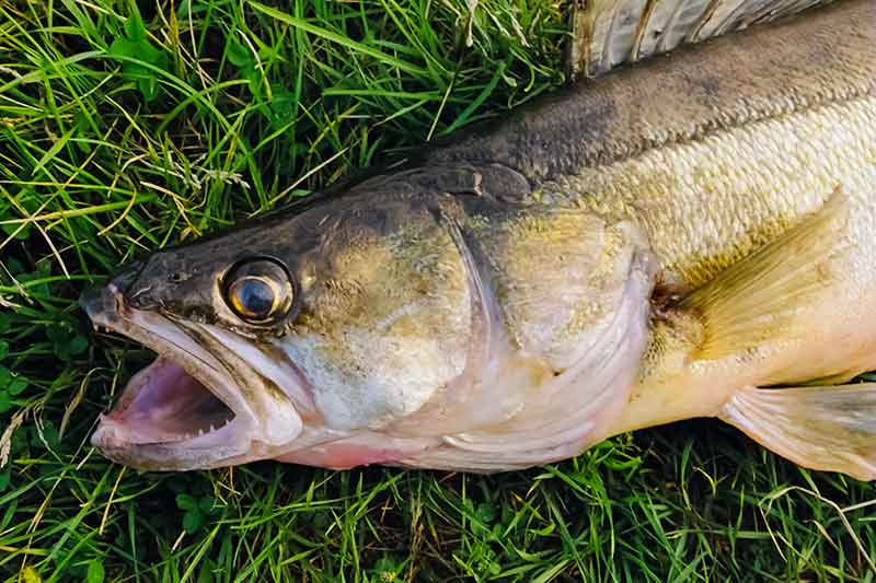 Pulsuojantys guminukai. Koks tai masalas? Pulsuojantys guminukai. Koks tai masalas?