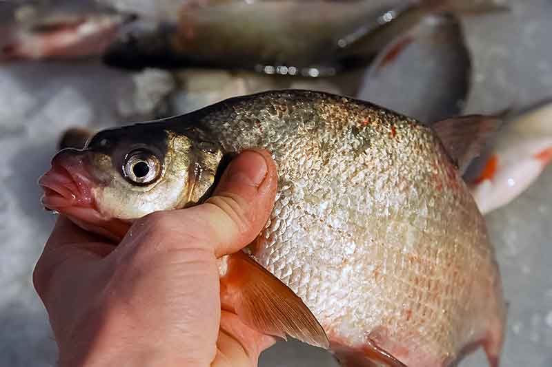 Kai užšąla Kauno marios... Kai užšąla Kauno marios...