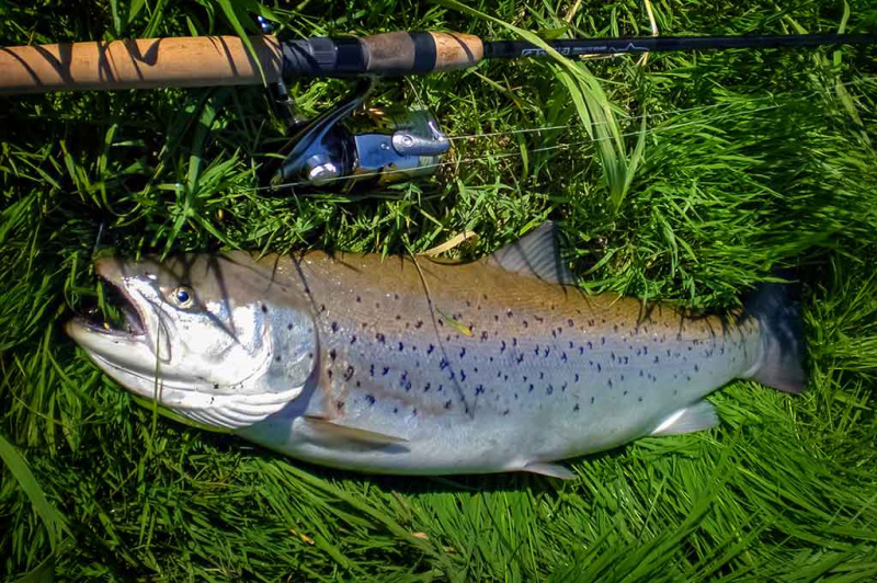 Žuvys klaidų nedovanoja Žuvys klaidų nedovanoja