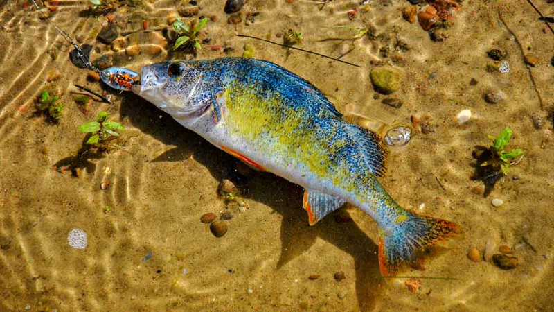Nemuno įlankos. Kai žuvys kimba „urmu“