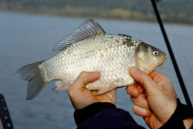 Saldainiai iš musių lervų