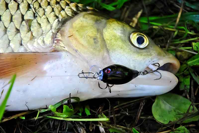 Šapalus – siaurose protakose