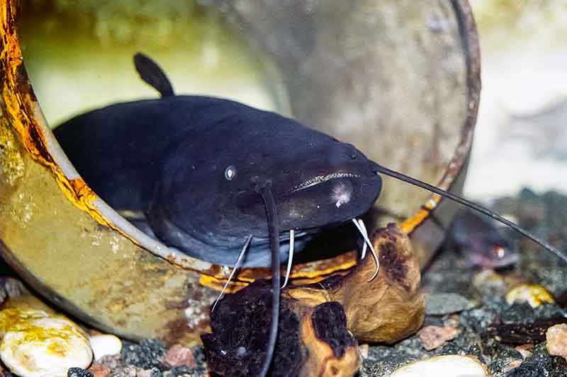 Žuvys ir vandens temperatūra