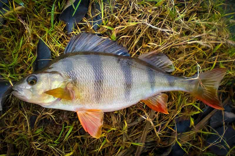 Spiningavimas su paternoster sistemėle. Privalumai