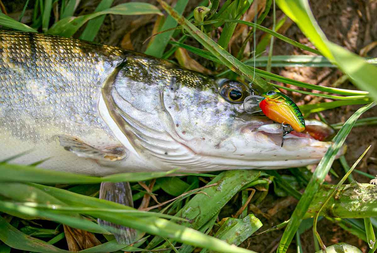 Bendrai apie fluorokarboną ir išskirtinai apie Seaguar Bendrai apie fluorokarboną ir išskirtinai apie Seaguar