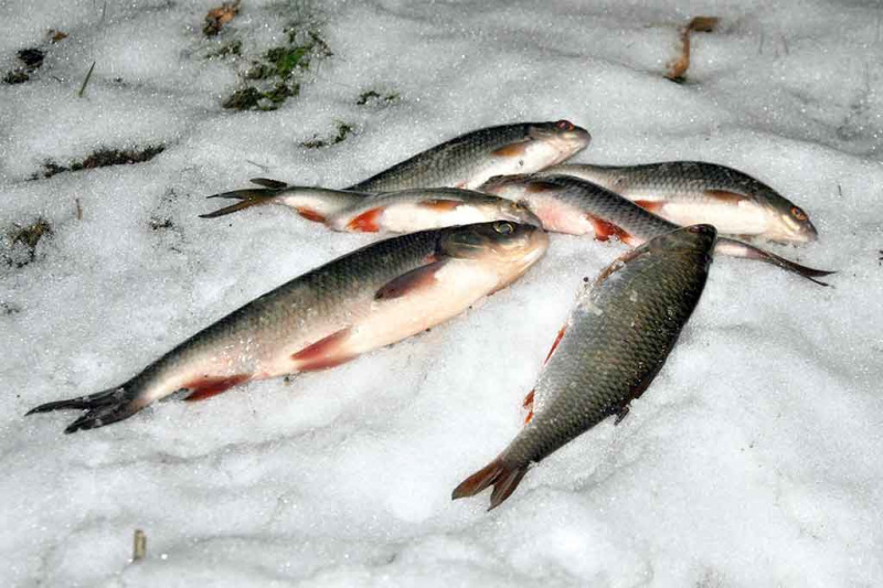 Meknė naktį ant sniego