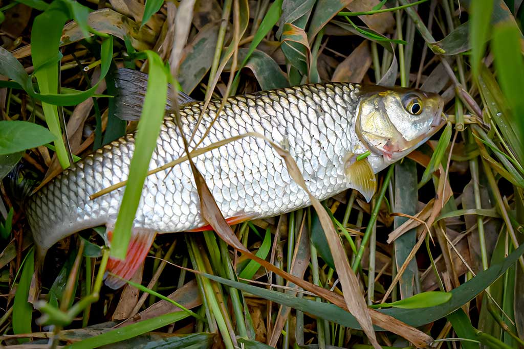 Dambologija. Antra dalis Dambologija. Antra dalis