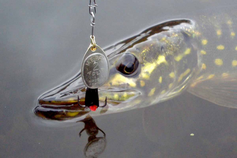 Tiesa ir mitai apie sukriukę